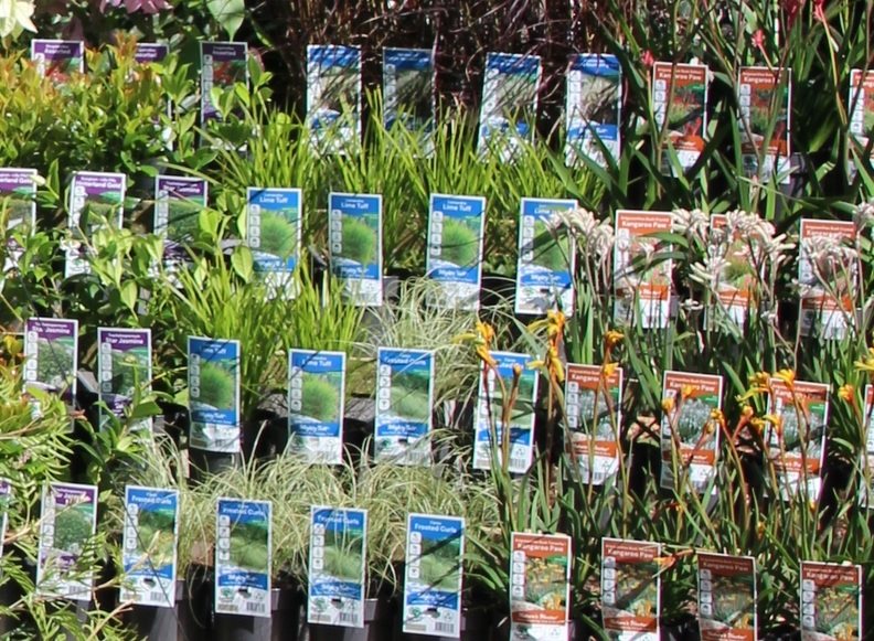Southern Plants range display